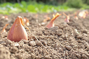 Schalotten im Beet