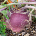 Steckrüben-Samen: Diese Sorten eignen sich für Ihren Garten