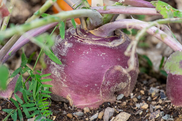 Steckrübe im Beet