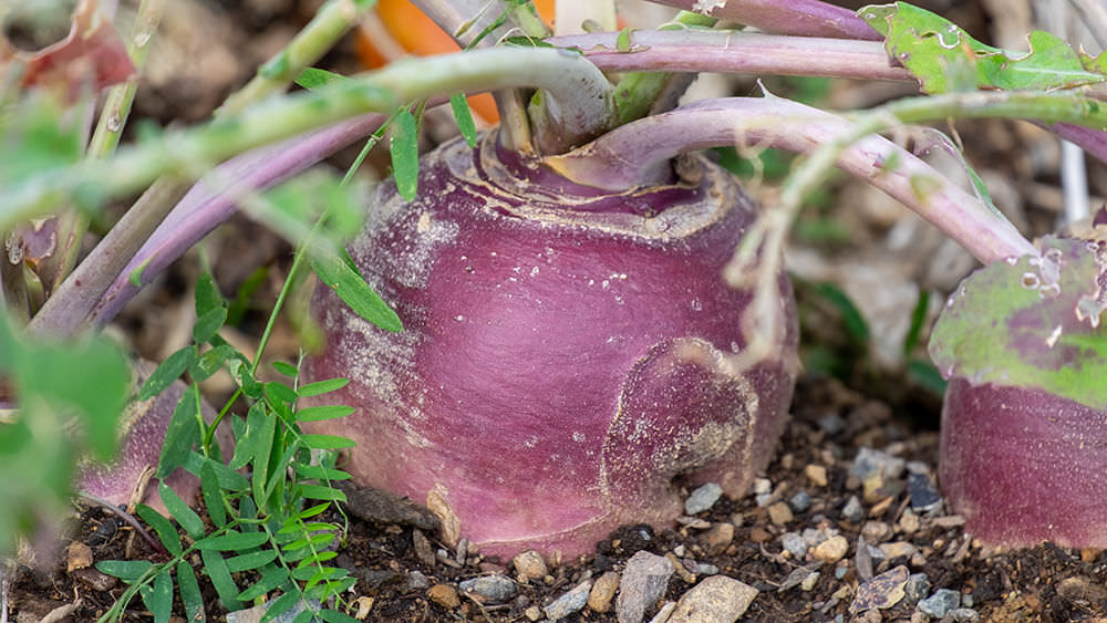 Steckrübe im Beet