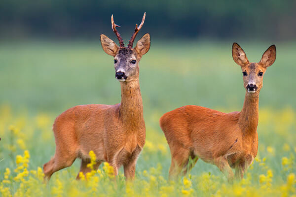 Rehe Wildacker