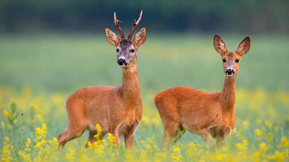 Rehe Wildacker