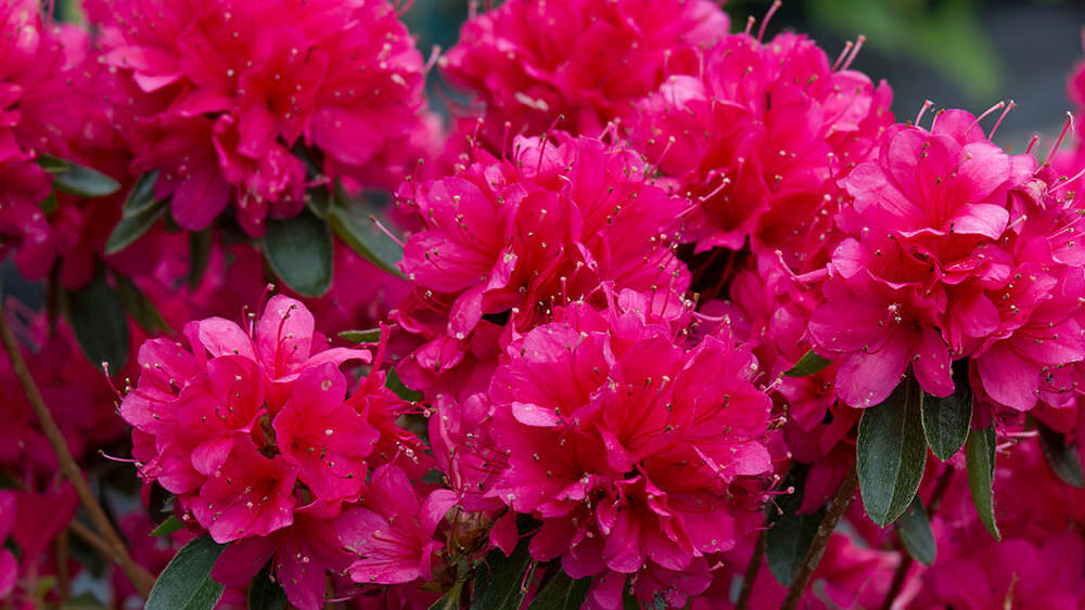 Azaleen – die kleine Schwester der Rhododendren