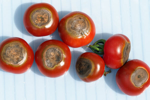 Blütenfäule Tomaten