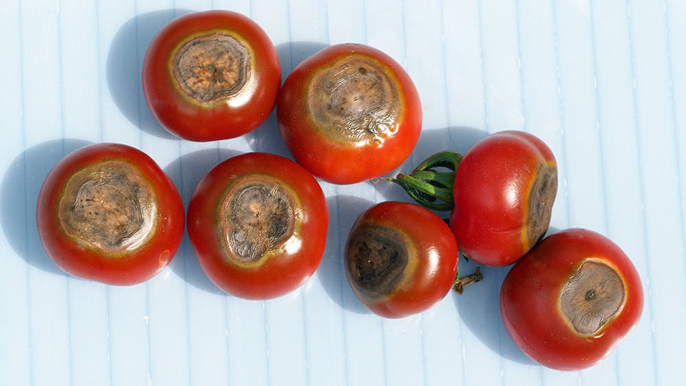 Blütenfäule Tomaten
