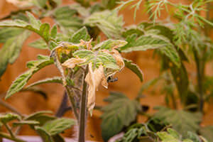 Nährstoffmangel bei Tomatenpflanze
