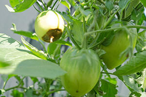 Tomate mit Blütenfäule