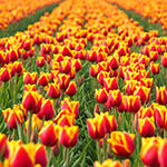 Tulpen