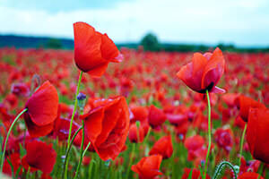 rote Blumen