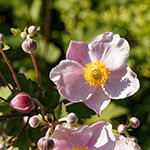 Herbst-Anemonen