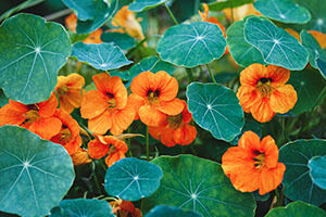 orangene Blumen
