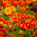Perfekt aufeinander abgestimmt – Blumenbeete in Rot, Orange und Gelb