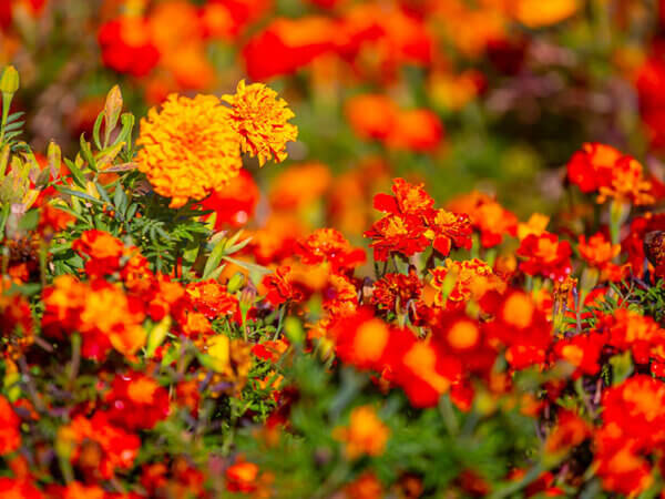 Perfekt aufeinander abgestimmt – Blumenbeete in Rot, Orange und Gelb