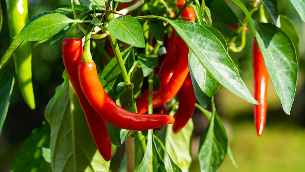 Von der Chilipflanze zur Chiliernte