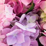 Hortensien – Blütenkugeln mit Schaublüten