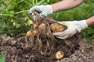 Kartoffeln im Garten