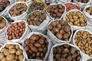 Kartoffelsorten auf dem Markt