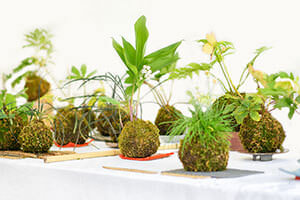 Kokedama  auf Tisch