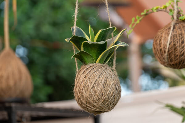 Kokedama