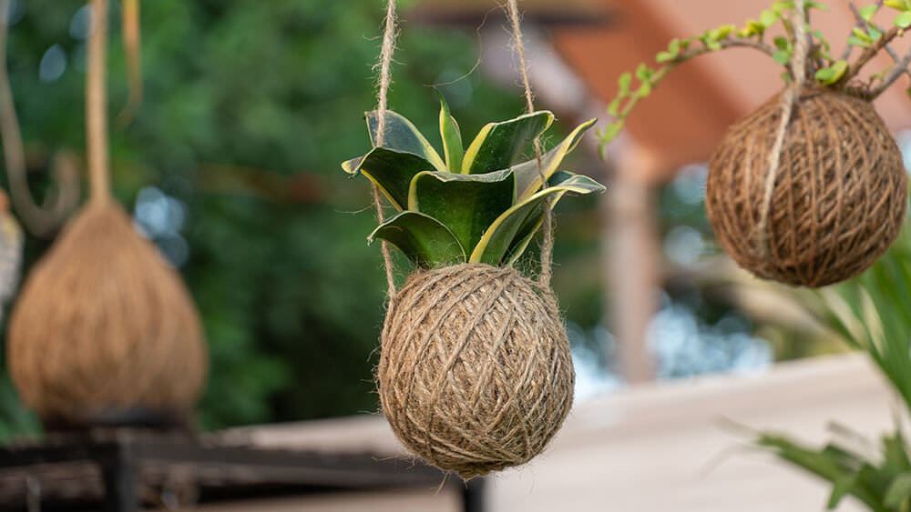 Kokedama