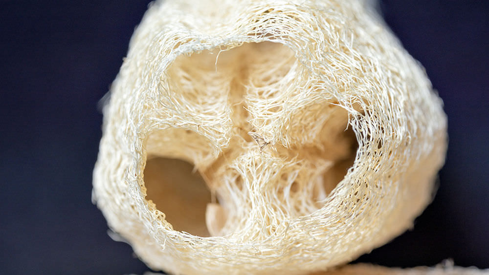 Luffa-Gurke: Anbau und Herstellung von Schwämmen aus den Früchten