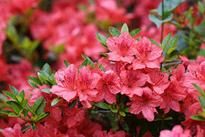 Rhododendron