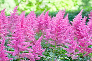 Astilbe