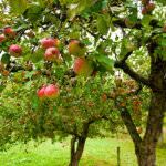 Obstbäume auswählen: Selbstbefruchter und Sorten mit Befruchter