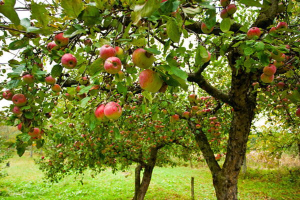 Obstbäume