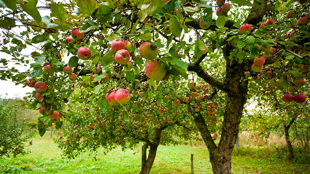 Obstbäume