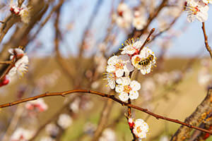 Obstblüte mit Biene