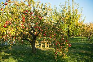 Obstbaum