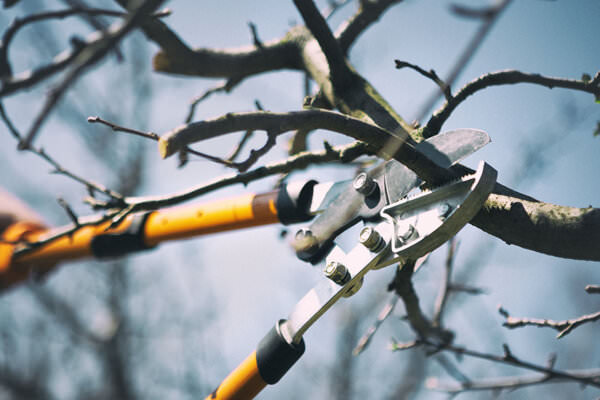 Obstbaum schneiden