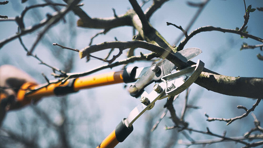 Obstbaum schneiden