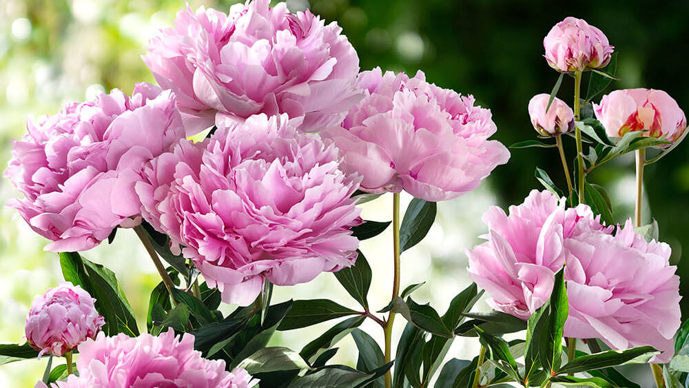 Pfingstrosen – atemberaubende Blütenpracht - Samenhaus Gartenblog