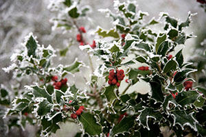 Ilex im Winter