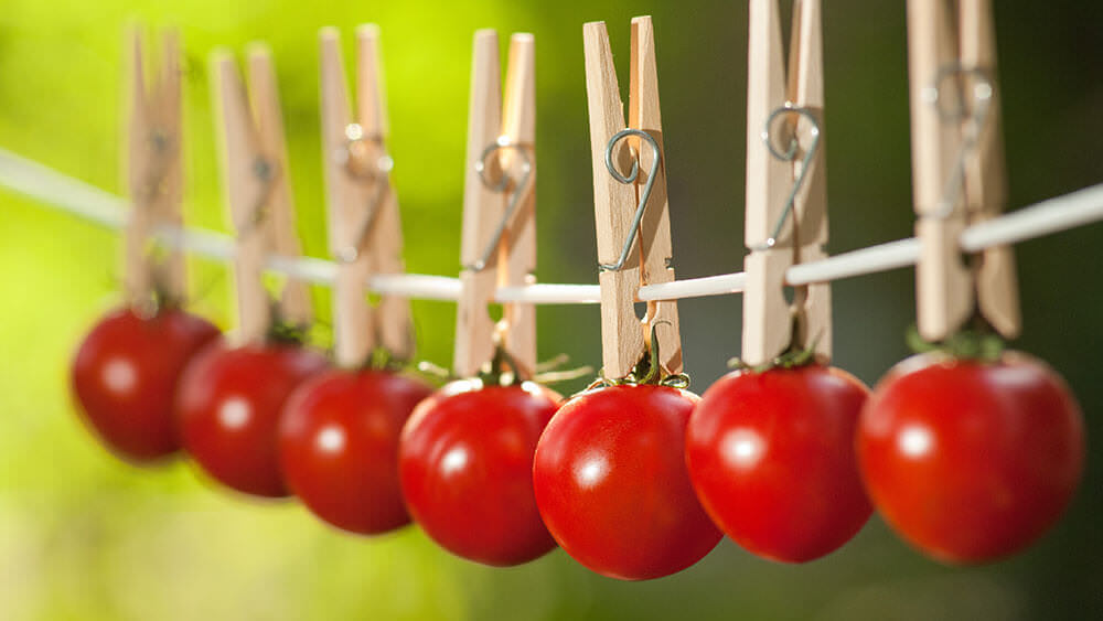 Tomaten an Wäscheleine