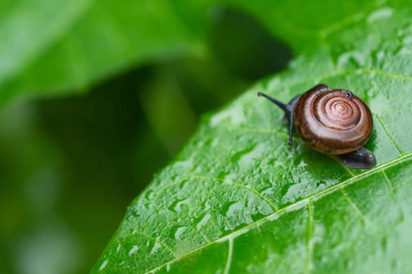 Apfelschnecke