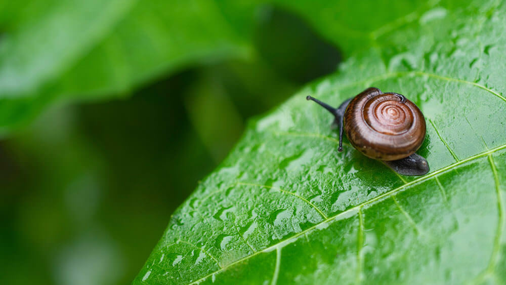 Apfelschnecke