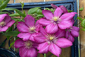 Clematis