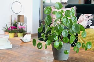 Pilea