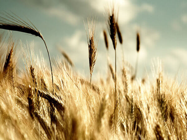 Geschichte des Getreides: Anbau seit mehr als 10.000 Jahren