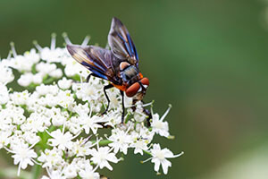 Raupenfliegen