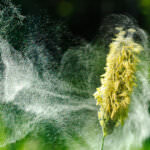 Heuschnupfensaison – wann, wie häufig und wie lange Pollen fliegen