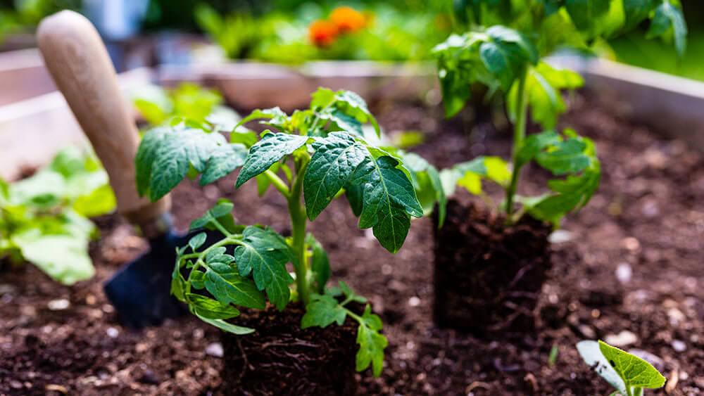 Gemüse, Obst, Kräuter – die richtigen Pflanzabstände kennen
