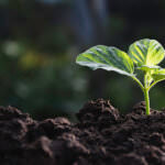 Pflanzenschutz im Garten: Arten und Anwendungsgebiete