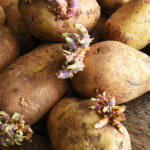 Lange und beschädigte Keime an Saatkartoffeln: Was tun?