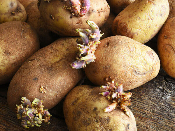 Lange und beschädigte Keime an Saatkartoffeln: Was tun?