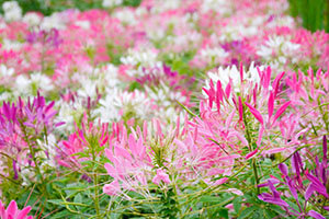 bunte Spinnenblumen