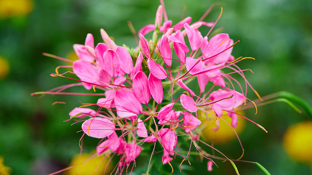 Spinnenblumen – bizarre Schönheiten für den Garten